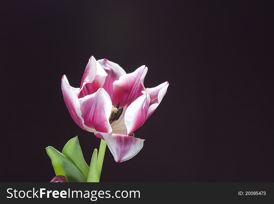 Tulip isolated on dark background