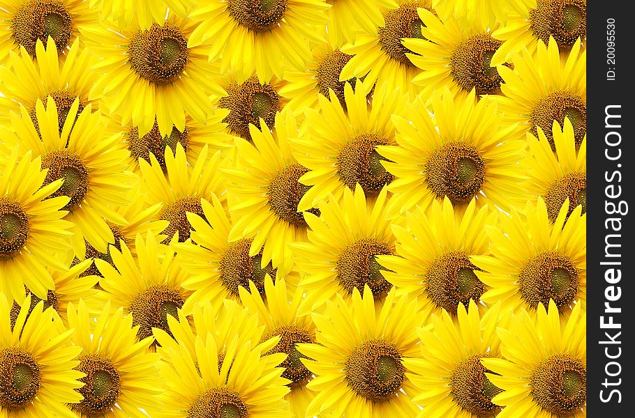 Sunflower  isolated on white.