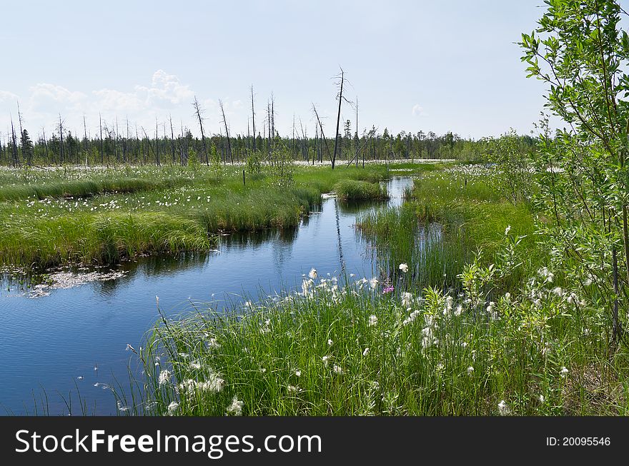 Impassable swamp in Western Siberia,
Russia