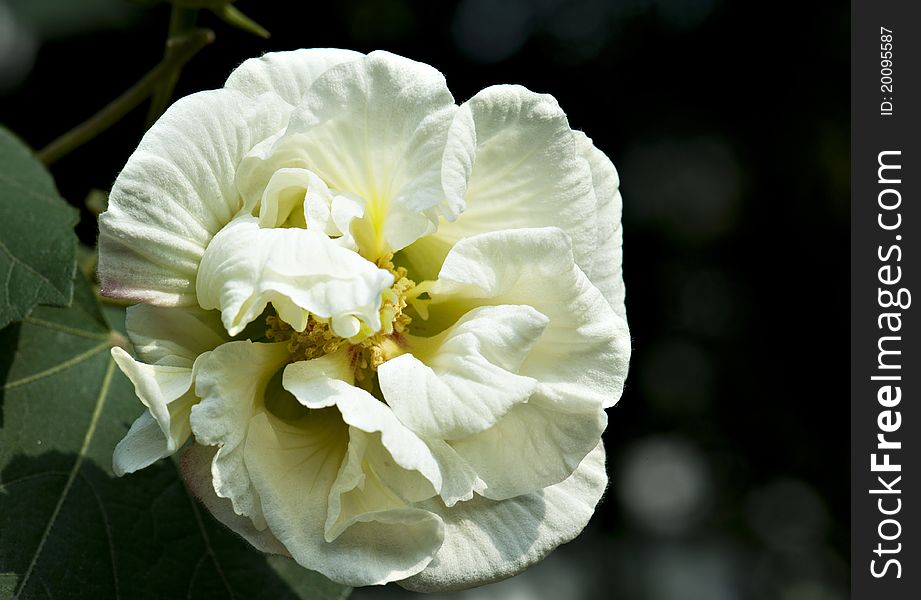 Hibiscus Flower