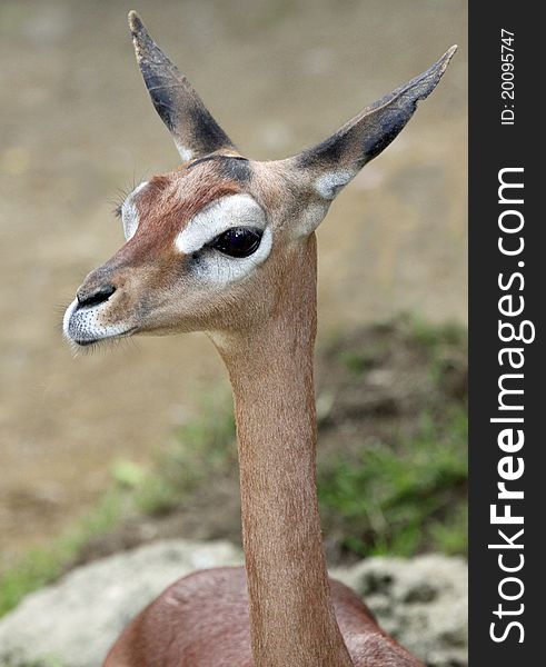 Young Female Gerenuk Portrait With Big Ears