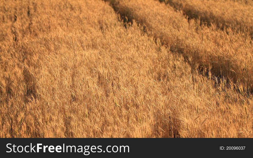 Fields Of Wheat