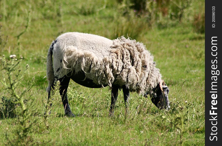 A sheep that has only been half sheared eating grass. A sheep that has only been half sheared eating grass