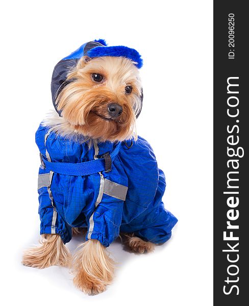 Yorkshire terrier in blue dress on the white background