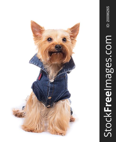 Yorkshire terrier on the white background