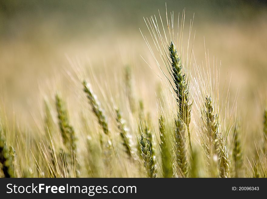 Wheat in field before harvest