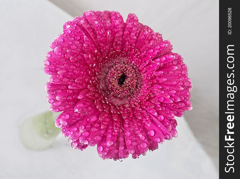 Pink beautiful flower Gerber on white. Pink beautiful flower Gerber on white