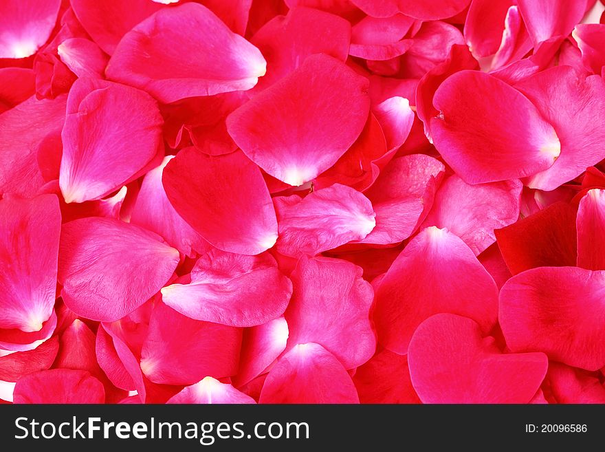 Natural background of fallen petals of red roses. Natural background of fallen petals of red roses