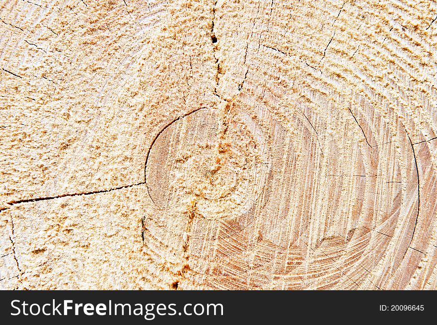 Detail view of the circles typical of wood. Detail view of the circles typical of wood.