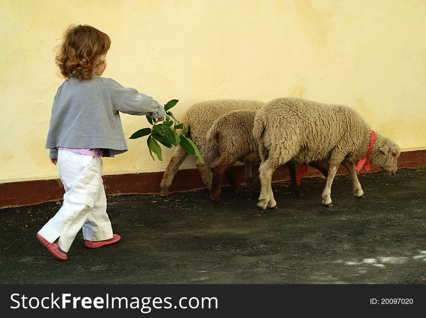 The little girl grazing three lambs