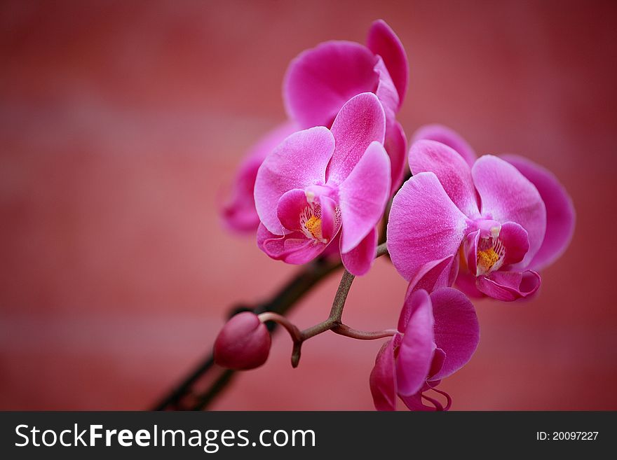 An abstract of two very pink orchids