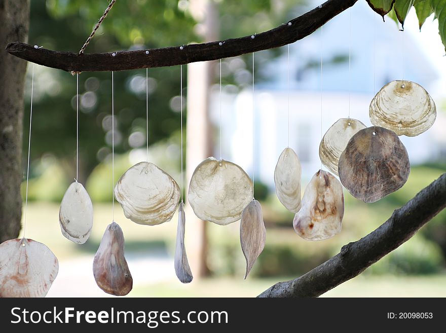 Shells Decoration hanging from the tree. Perfect summer day on Cape Cod.