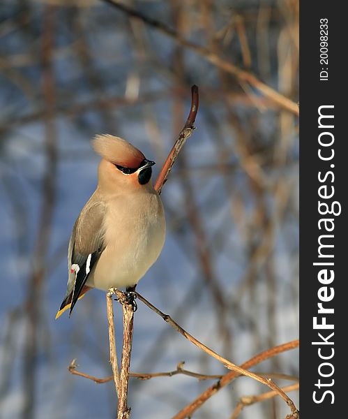 Waxwing sitting on branch in bush