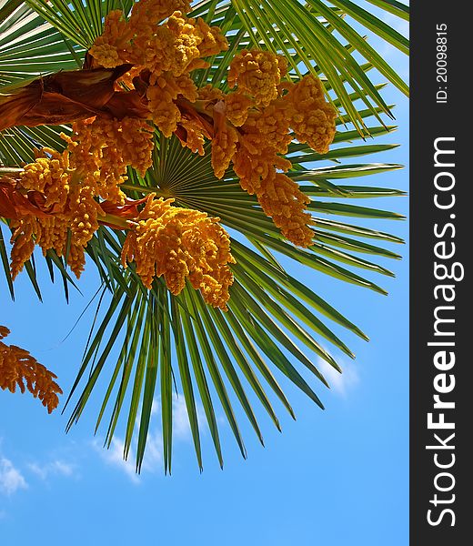 Blossoming palm tree with green leaves against a blue sky. Blossoming palm tree with green leaves against a blue sky