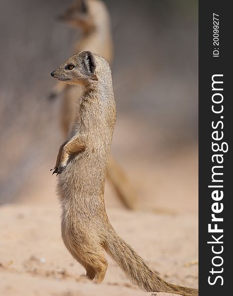Yellow mongoose in alert position in the Kgalagadi Transfrontier national park, South Africa.