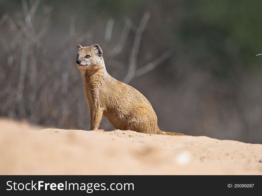 A yellow mongoose in the Kgalagadi transfrontier national park, South Africa