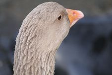 Goose Profile Royalty Free Stock Images