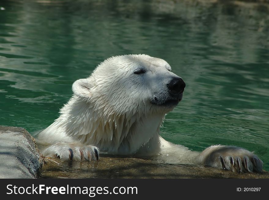 A polar bare swimming in water