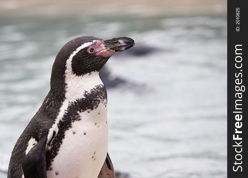 This image of a Humboldt Penguin was captured at a UK zoo.