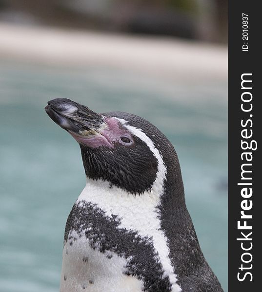 This profile image of a Humboldt Penguin was captured at a UK zoo. This profile image of a Humboldt Penguin was captured at a UK zoo