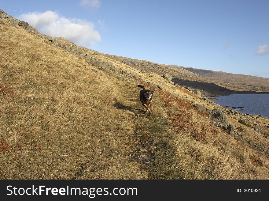 Sometimes life get's so busy you can lose sight of what really matters. Walking your dog and seeing the pure pleasure of being free to chase and catch is a humble reminder that life is what you make it. This image was captured in the Snowdonia National Park in Wales, UK. Sometimes life get's so busy you can lose sight of what really matters. Walking your dog and seeing the pure pleasure of being free to chase and catch is a humble reminder that life is what you make it. This image was captured in the Snowdonia National Park in Wales, UK.