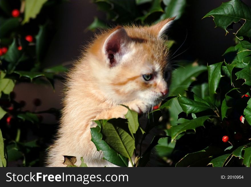 Yellow kitten in a holly tree