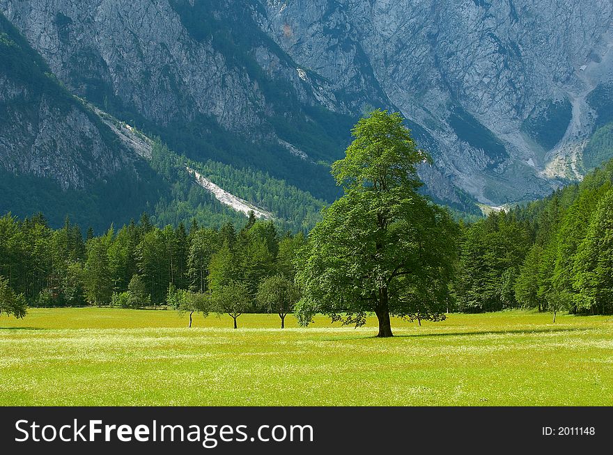 Old tree in alpine valley in Slovenia