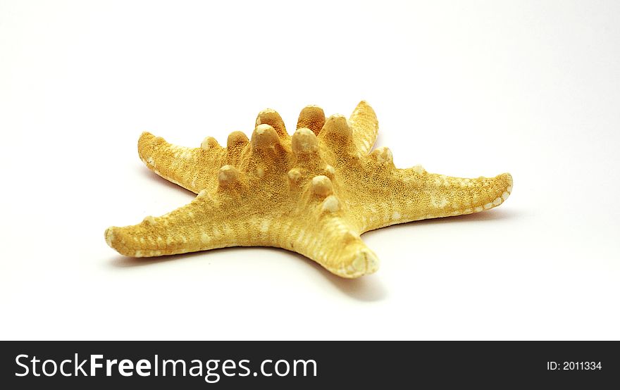 Starfish on a white background