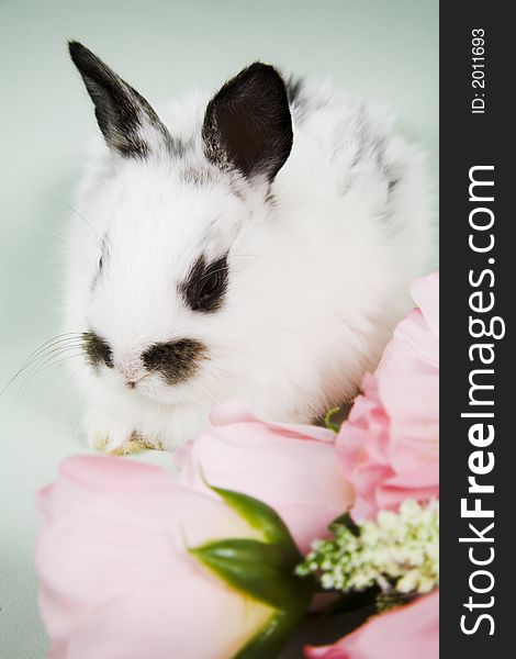 Adorable baby bunny rabbit with easter props. Adorable baby bunny rabbit with easter props