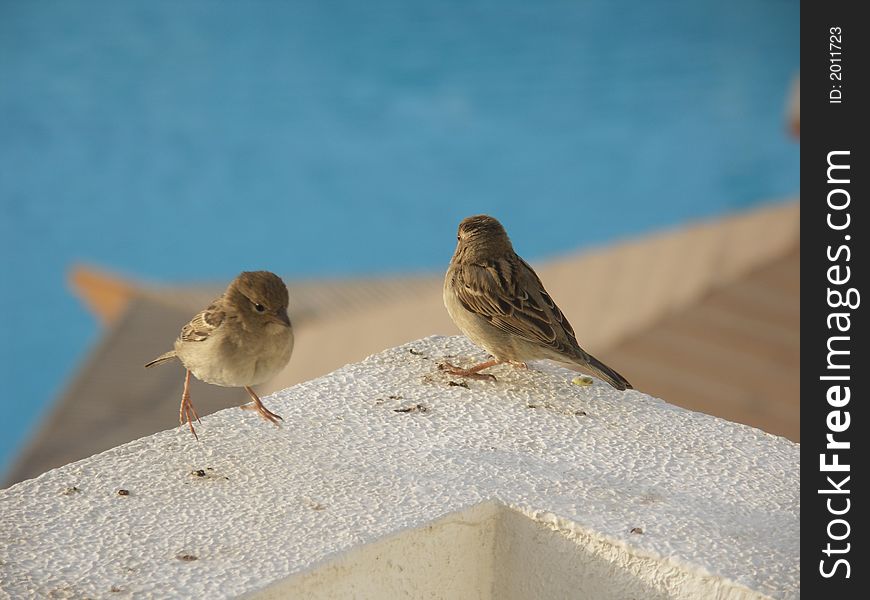 Two sparrows and the ocean. Two sparrows and the ocean
