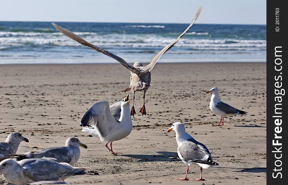 Seagulls on the Oregon Coast. Seagulls on the Oregon Coast