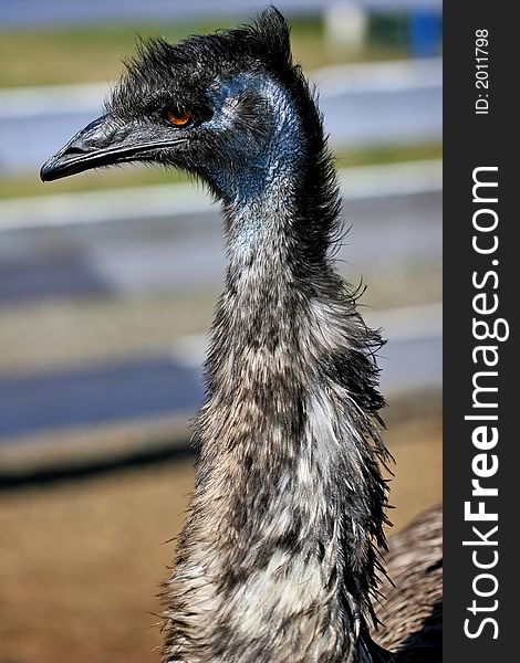 An Emu on a farm in Oregon