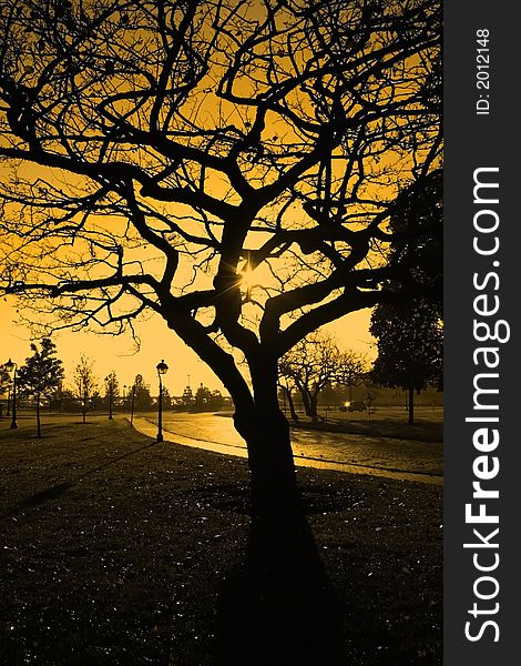 Single dry tree in a park with yellow sky back ground. Single dry tree in a park with yellow sky back ground