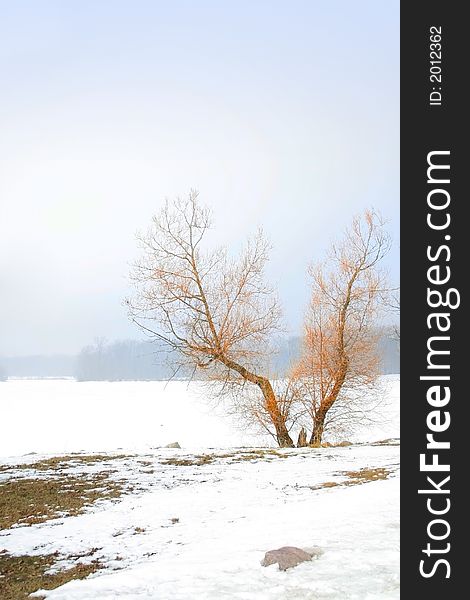 Single tree in winter weather by the frozen lake. Single tree in winter weather by the frozen lake