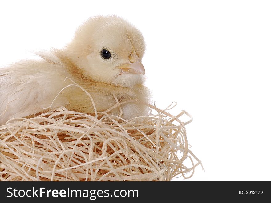 Baby chicken sitting in her nest. Baby chicken sitting in her nest