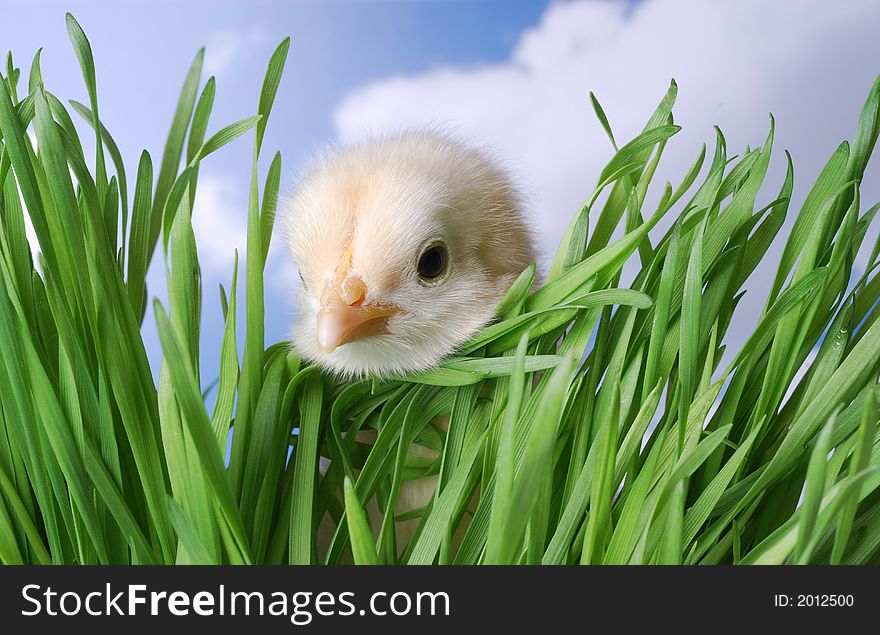 Baby chick looking through the grass. Baby chick looking through the grass