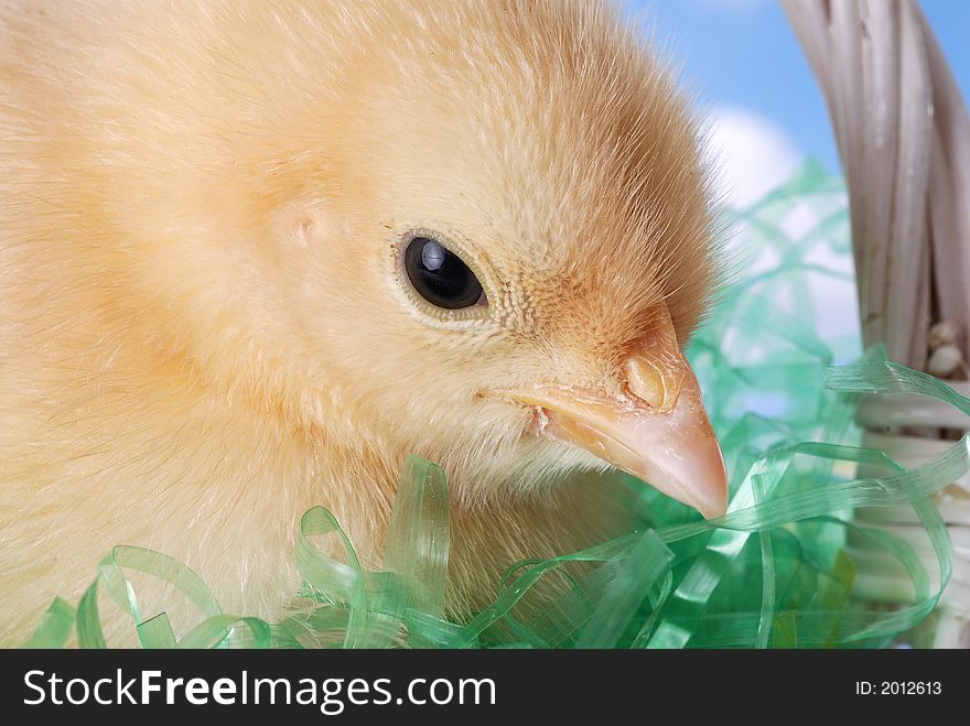 Baby Easter chick in basket. Baby Easter chick in basket