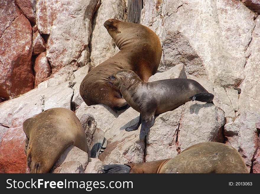 Seals in Peru, Ballestas Island. Seals in Peru, Ballestas Island
