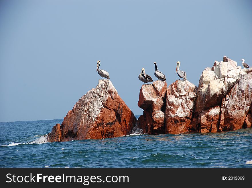Pelicans in Peru, Ballestas Island