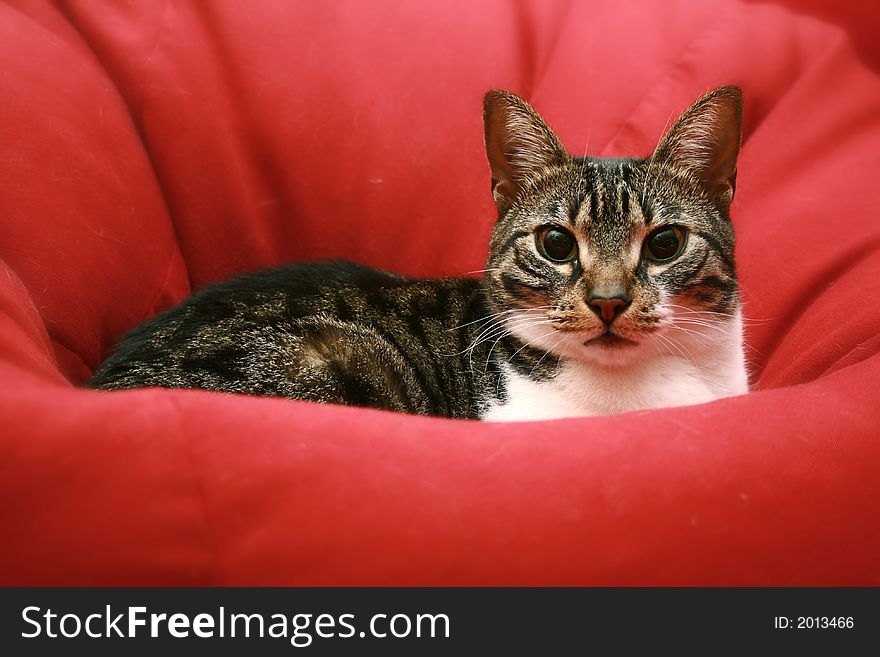 House cat over red pillow