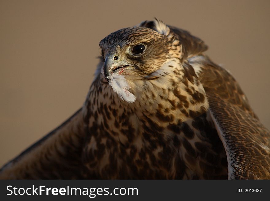 This hawk just made its kill. This hawk just made its kill