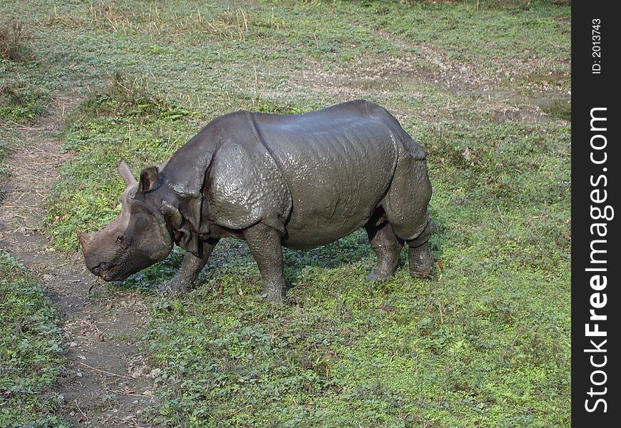 A big rhino in Nepal