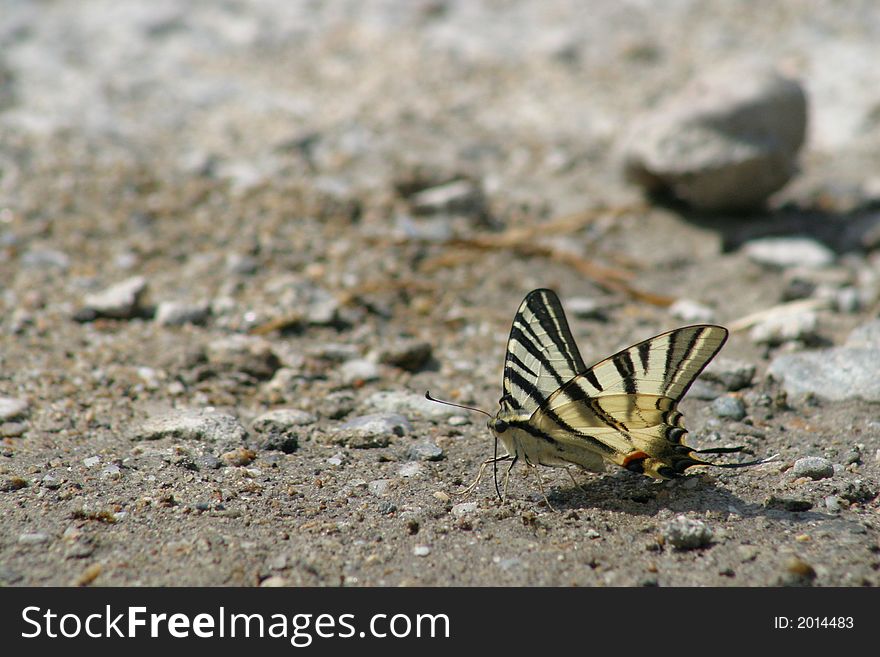 A butterfly I have found on a country road