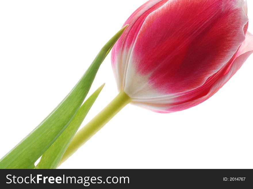 Red tulip against white background