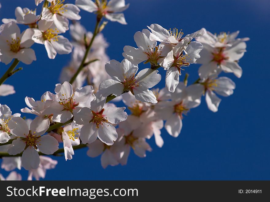 Flowering plum on a background blue sky