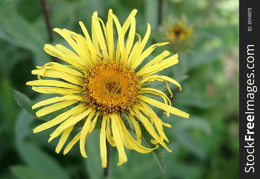 Bright yellow flower of the inula close up on a green background