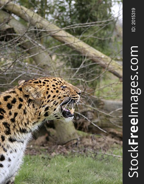 This striking Leopard was photographed at the Wildlife Heritage Foundation in the UK. This striking Leopard was photographed at the Wildlife Heritage Foundation in the UK.