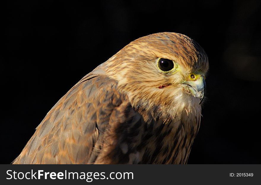 Merlin Or Pigeon Hawk (portrait_4)