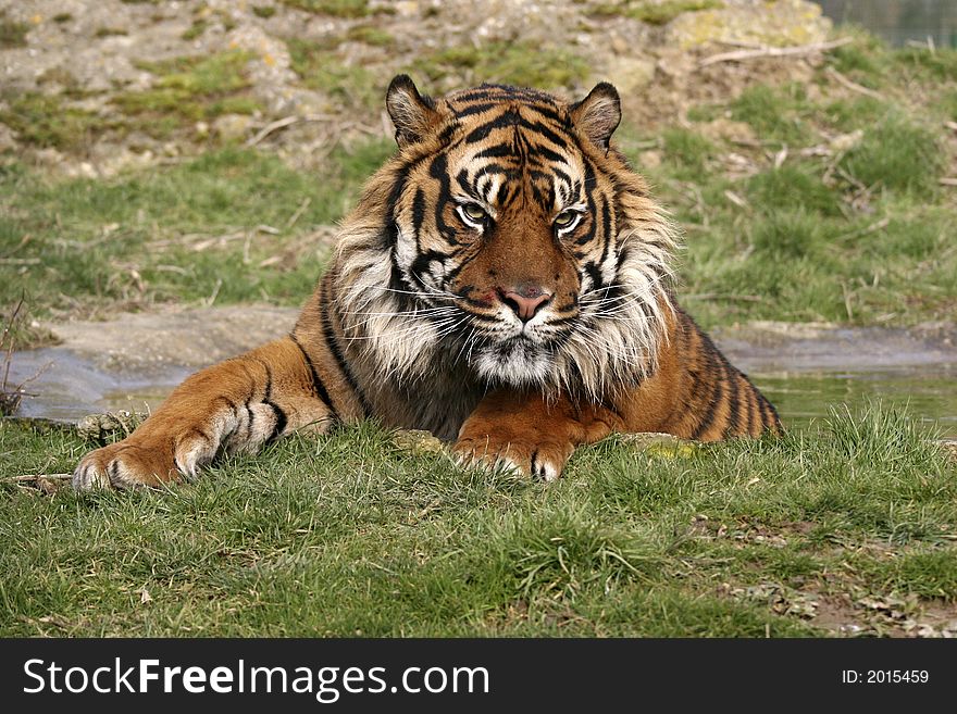 This beautiful Sumatran Tiger was photographed at the Wildlife Heritage Foundation in the UK. The WHF is a conservation breeding programme for big cats.