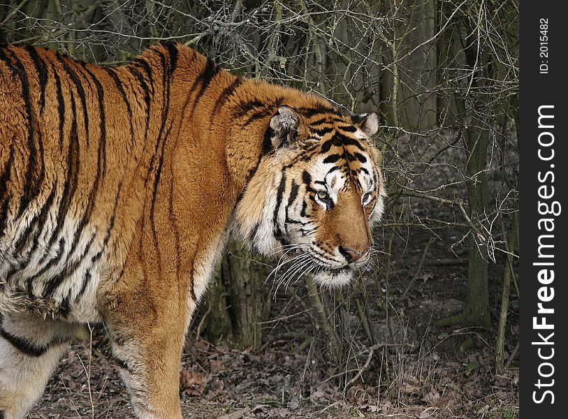 This superb Bengal Tiger was photographed at the Wildlife Heritage Foundation in the UK. The WHF is a conservation breeding programme for big cats. This superb Bengal Tiger was photographed at the Wildlife Heritage Foundation in the UK. The WHF is a conservation breeding programme for big cats.